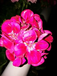 Close-up of pink flower blooming outdoors