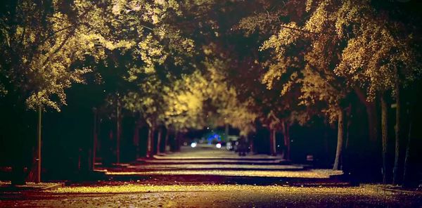 Road passing through trees