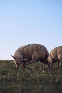 Sheep on field against clear sky