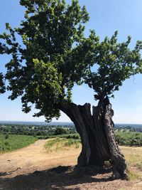 Tree on field against sky