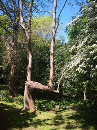 Trees in forest
