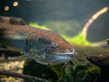 Close-up of fish swimming in sea