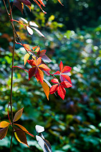 Close-up of red flowering plant during autumn