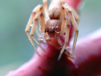 Close-up of spider