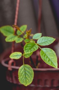 Close-up of plant