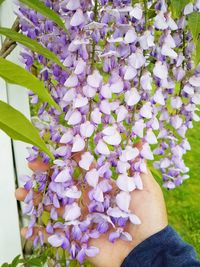 Close-up of hand on purple flowering plants