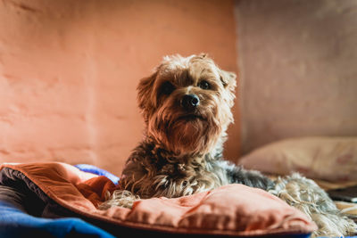 Portrait of dog relaxing on bed at home