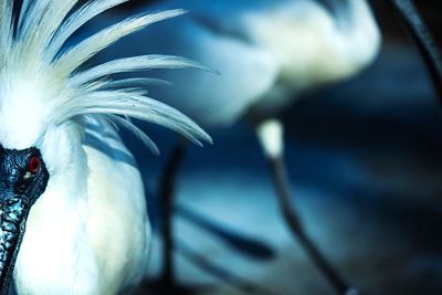 Close-up of wilted flower