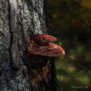 Close-up of tree trunk