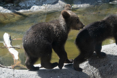 Two bear on rock