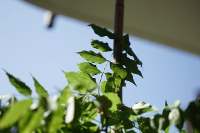 Low angle view of leaves against sky