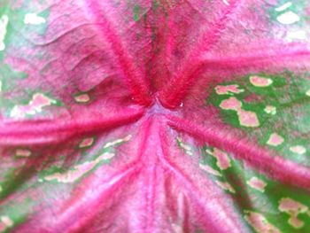 Full frame shot of pink flowering plant