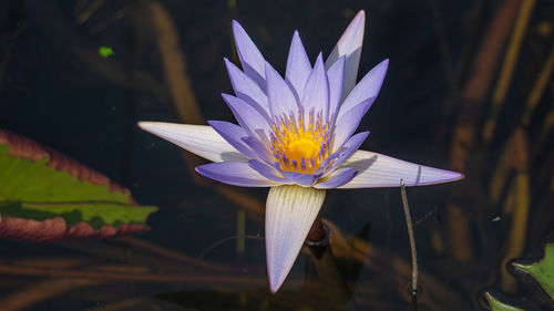 Close-up of white flower