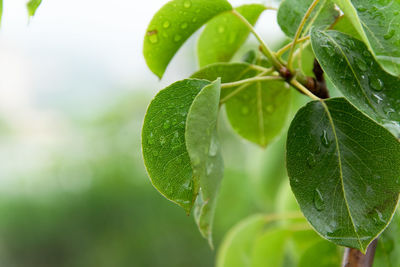 Close-up of fresh green leaves