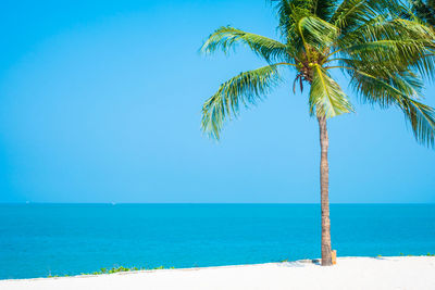 Palm tree by sea against blue sky