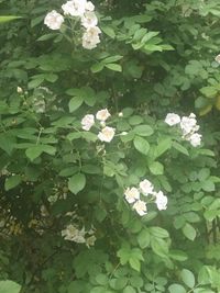 Close-up of white flowers blooming outdoors