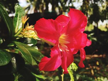 Close-up of pink hibiscus blooming outdoors