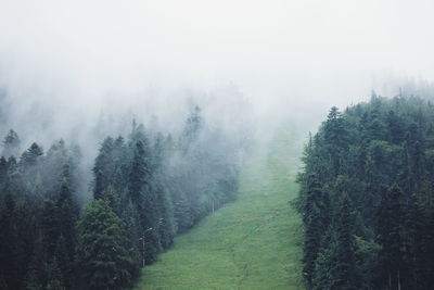Scenic view of forest in foggy weather