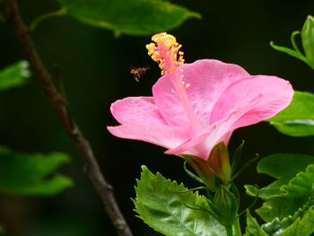 Close-up of pink hibiscus flower