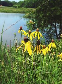 Close up of yellow flowers blooming in park