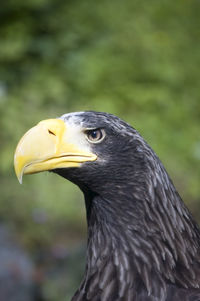 Close-up of a bird looking away