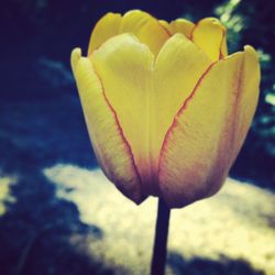 Close-up of yellow flower