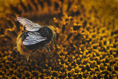 Close-up of bee pollinating on flower