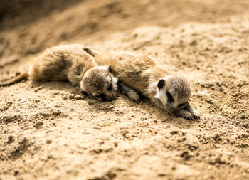 High angle view of  meerkat sleeping on sand
