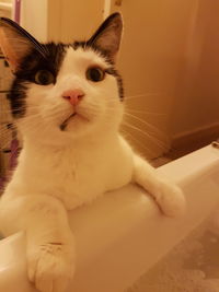 Close-up portrait of cat at home