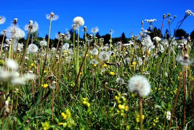 Close-up of flowers growing in field