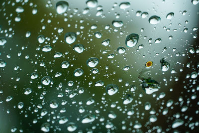 Close-up of water drops on plant