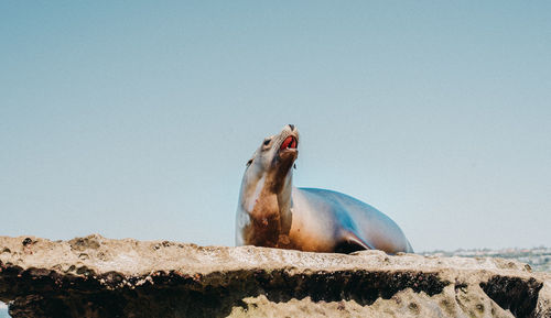 Seal relaxing on rock at sea