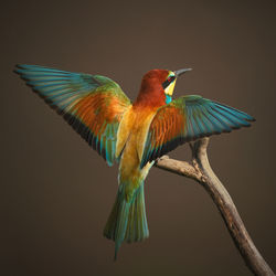 Close-up of bird perching on branch