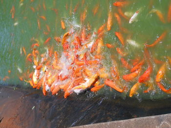 View of fish swimming in sea