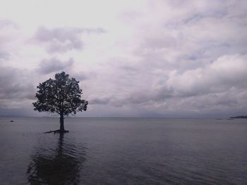 Tree in sea against cloudy sky