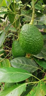 Close-up of fruits growing on tree