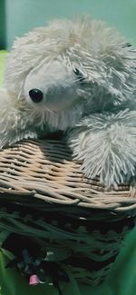 Close-up of white horse in basket