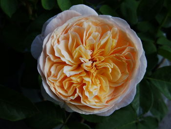 Close-up of rose flower