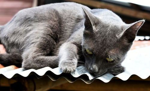 Close-up of cat sleeping