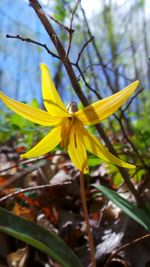 Close-up of yellow flower