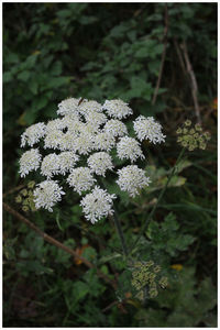Close-up of flowers