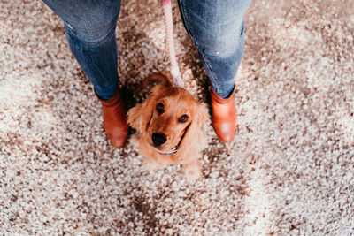 Low section of woman with dog on footpath