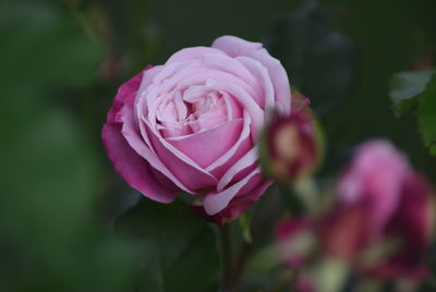 Close-up of pink rose