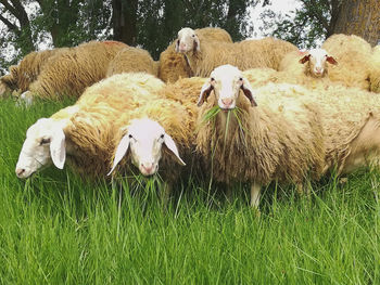 Sheep in a field