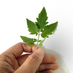 Close-up of hand holding leaf over white background