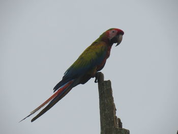 Low angle view of bird perching on wooden post against sky