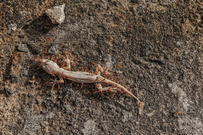 Close-up of insect on rock