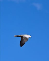 Against clear blue, the flight of a dove across cloudless skys 