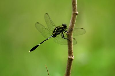 Close-up of dragonfly on plant