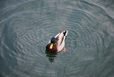 High angle view of duck swimming in lake